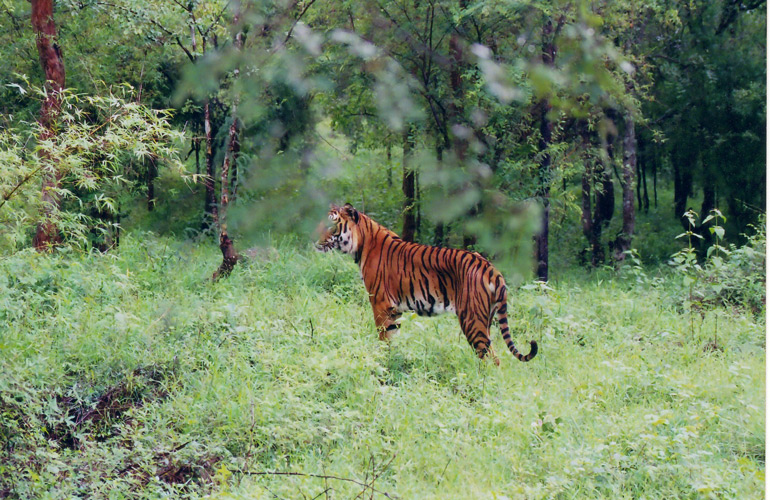 Katarniaghat Wildlife Sanctuary Becomes a Tiger Tourism Hotspot with Over 100 Bengal Tigers