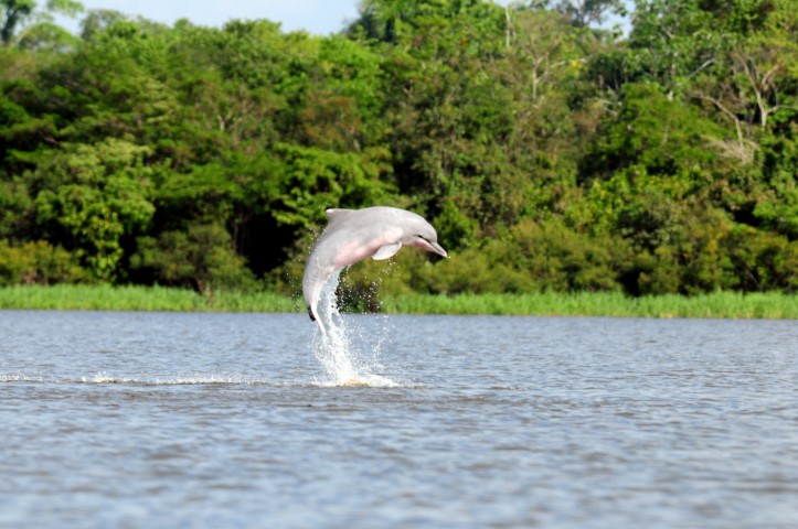 Animals of Katarniaghat Image