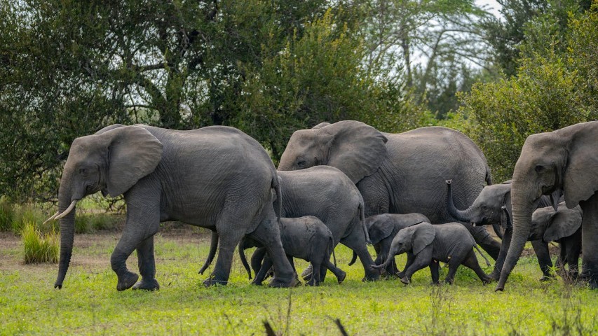 Animals of Katarniaghat Image