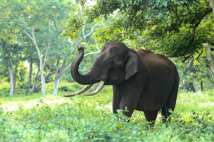 Animals of Katarniaghat Image