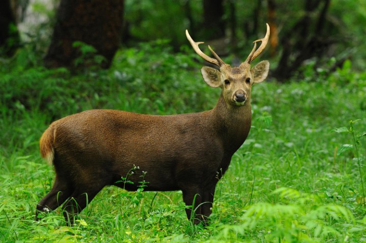Animals of Katarniaghat Image