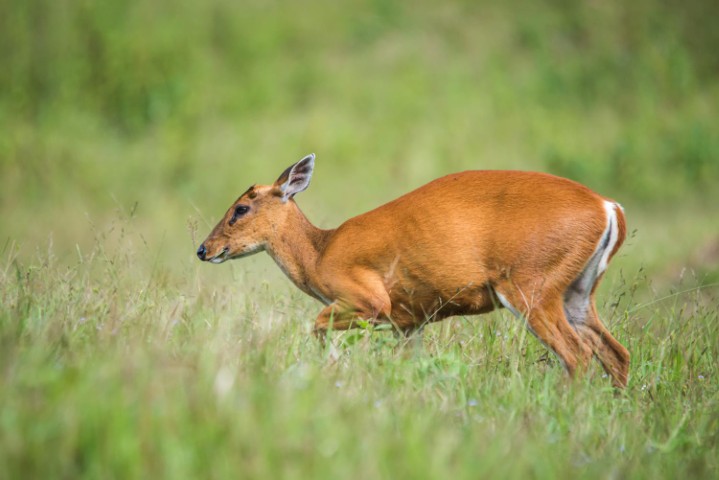 Animals of Katarniaghat Image
