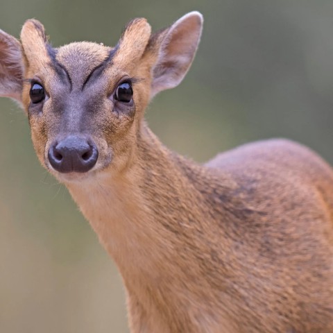 Animals of Katarniaghat Image