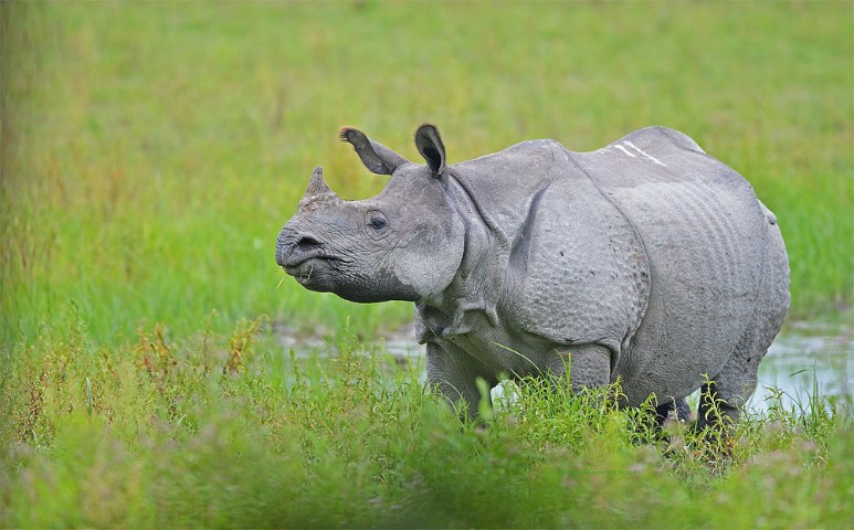 Animals of Katarniaghat Image