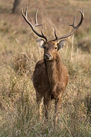 Animals of Katarniaghat Image