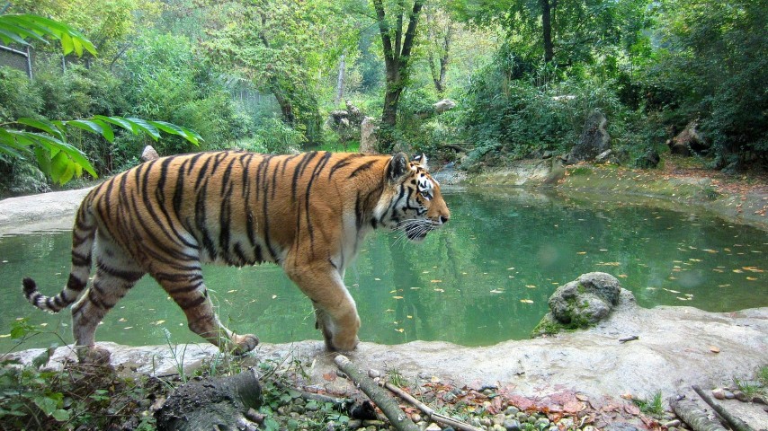 Animals of Katarniaghat Image