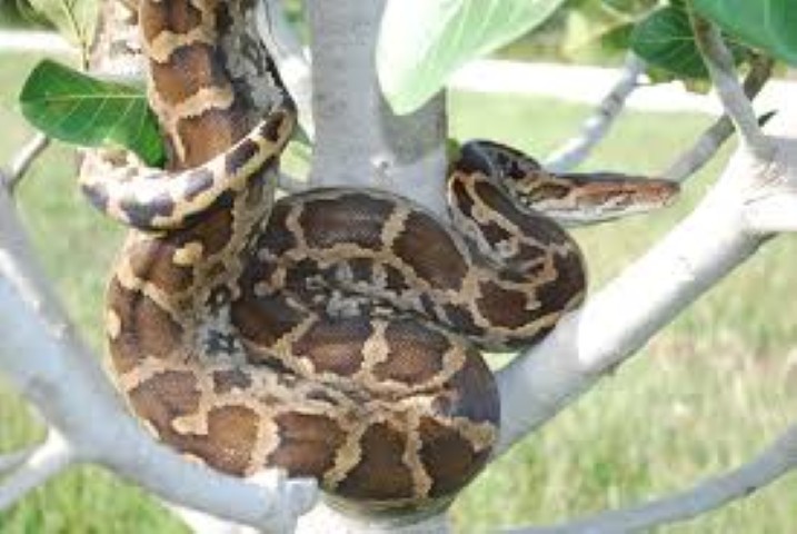 Scales of the Wild - Reptiles at Katarniaghat Image