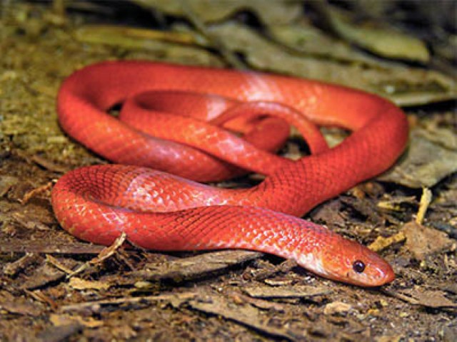 Scales of the Wild - Reptiles at Katarniaghat Image