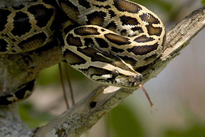 Scales of the Wild - Reptiles at Katarniaghat Image