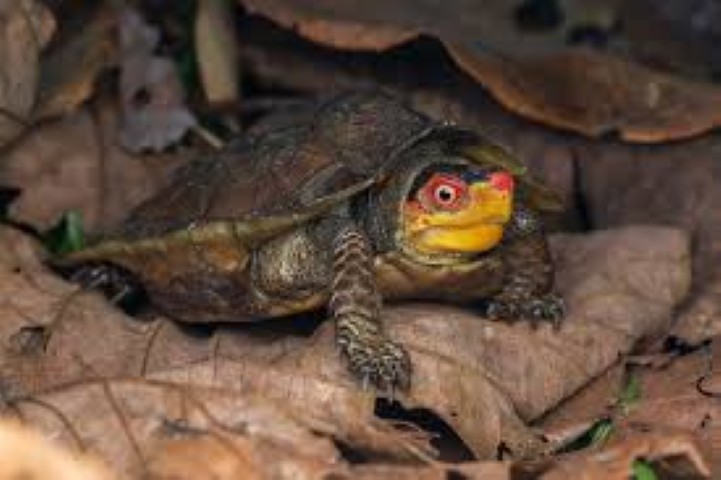Scales of the Wild - Reptiles at Katarniaghat Image