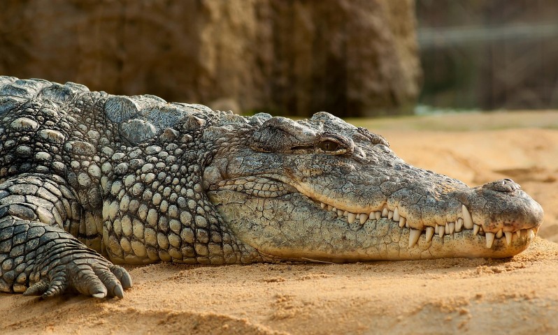 Scales of the Wild - Reptiles at Katarniaghat Image