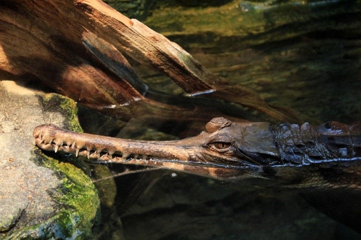 Scales of the Wild - Reptiles at Katarniaghat Image