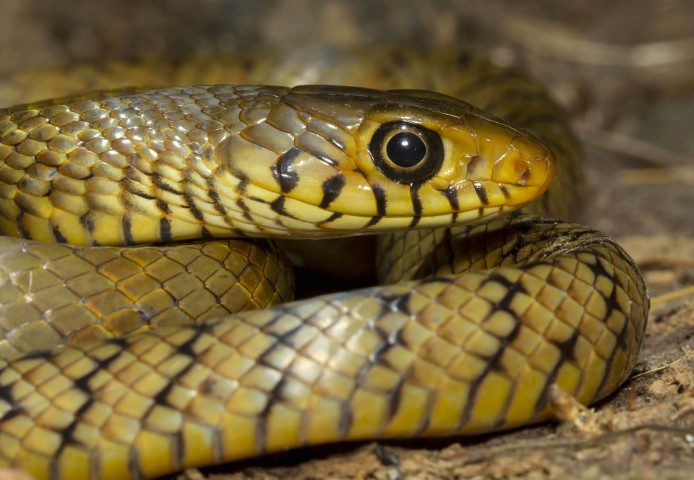 Scales of the Wild - Reptiles at Katarniaghat Image