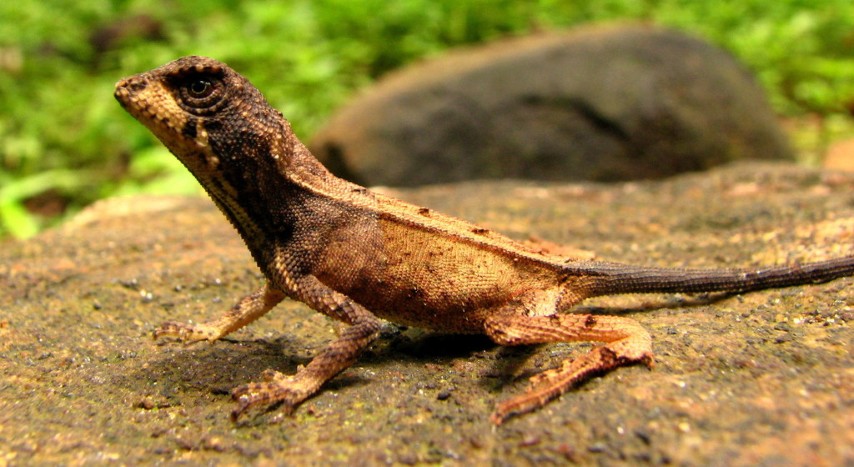 Scales of the Wild - Reptiles at Katarniaghat Image