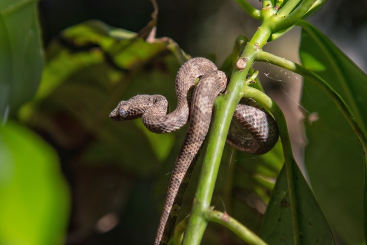 Scales of the Wild - Reptiles at Katarniaghat Image