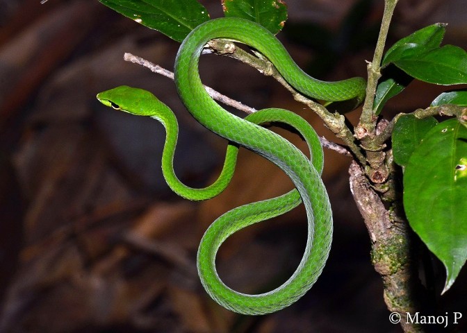 Scales of the Wild - Reptiles at Katarniaghat Image