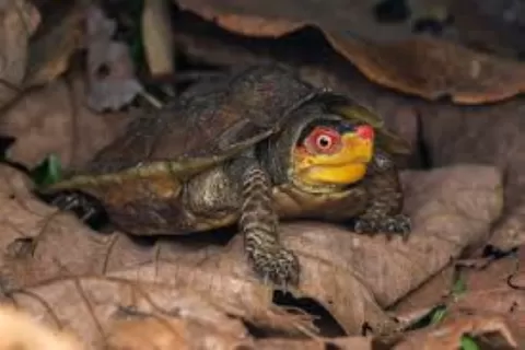 Scales of the Wild - Reptiles at Katarniaghat Image