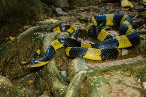 Scales of the Wild - Reptiles at Katarniaghat Image