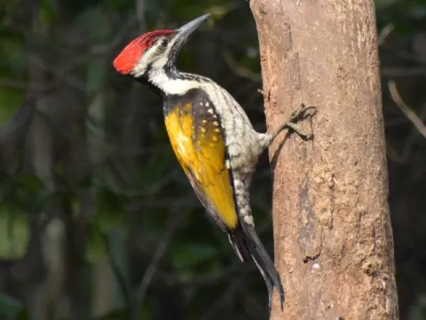 Wings of the Wild - Birds at Katarniaghat Image