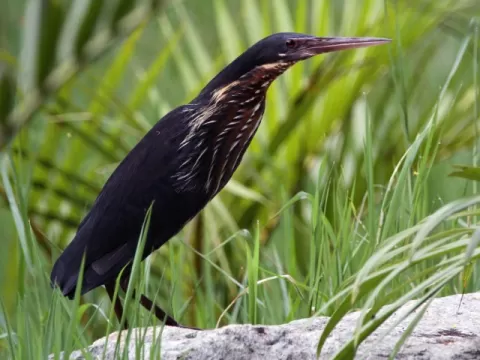 Wings of the Wild - Birds at Katarniaghat Image