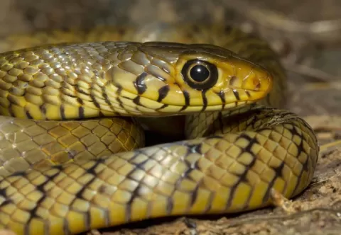 Scales of the Wild - Reptiles at Katarniaghat Image