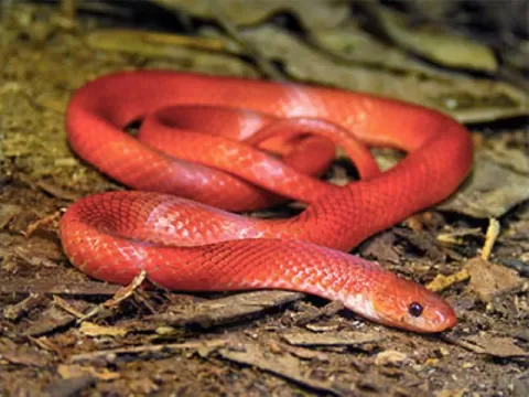 Scales of the Wild - Reptiles at Katarniaghat Image