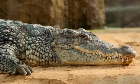 Scales of the Wild - Reptiles at Katarniaghat Image
