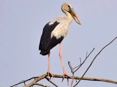 Wings of the Wild - Birds at Katarniaghat Image