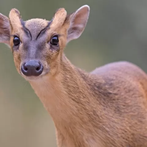 Animals of Katarniaghat Image